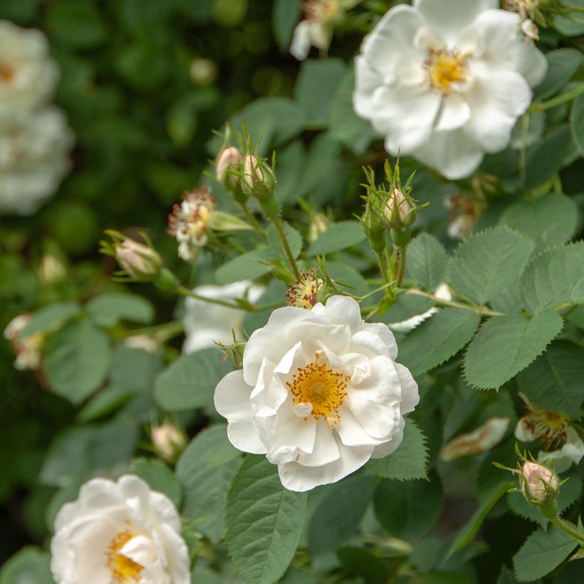 Rosa bianca Suaveolens (Flowering)