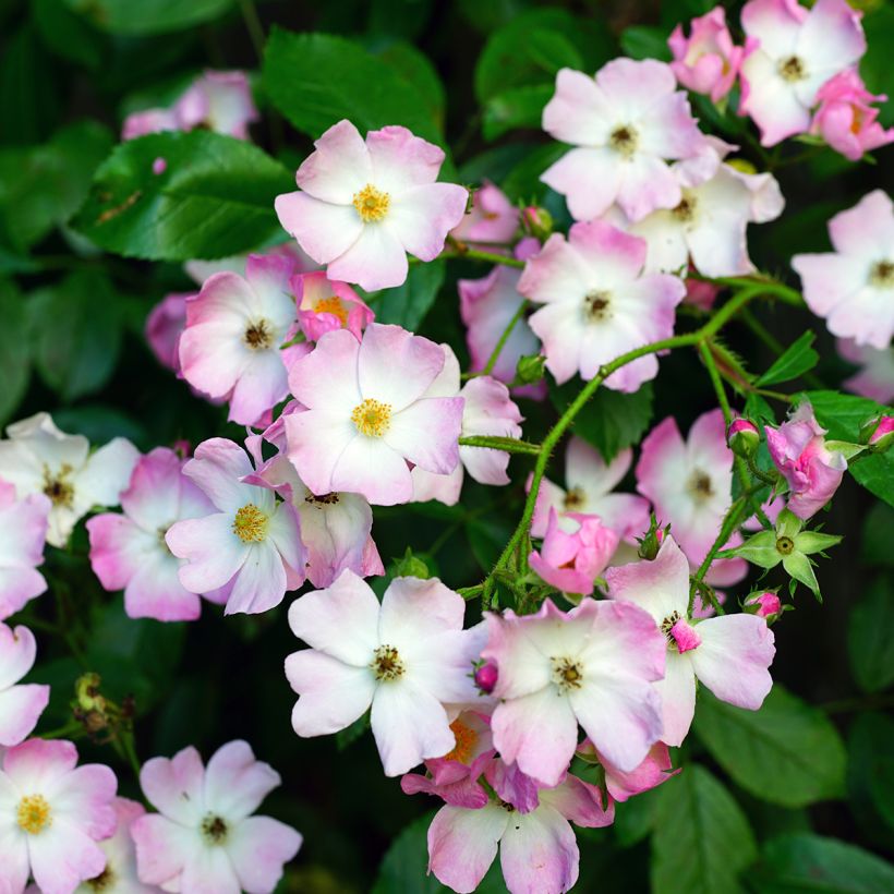 Rosai ad arbusto Ballerina (Flowering)