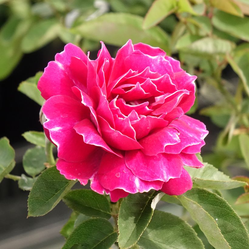 Rosa Baron Girod de l'Ain (Fioritura)