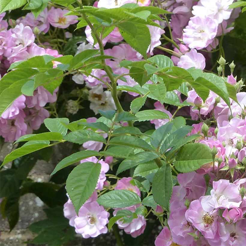 Rosa multiflora Blush Rambler (Foliage)