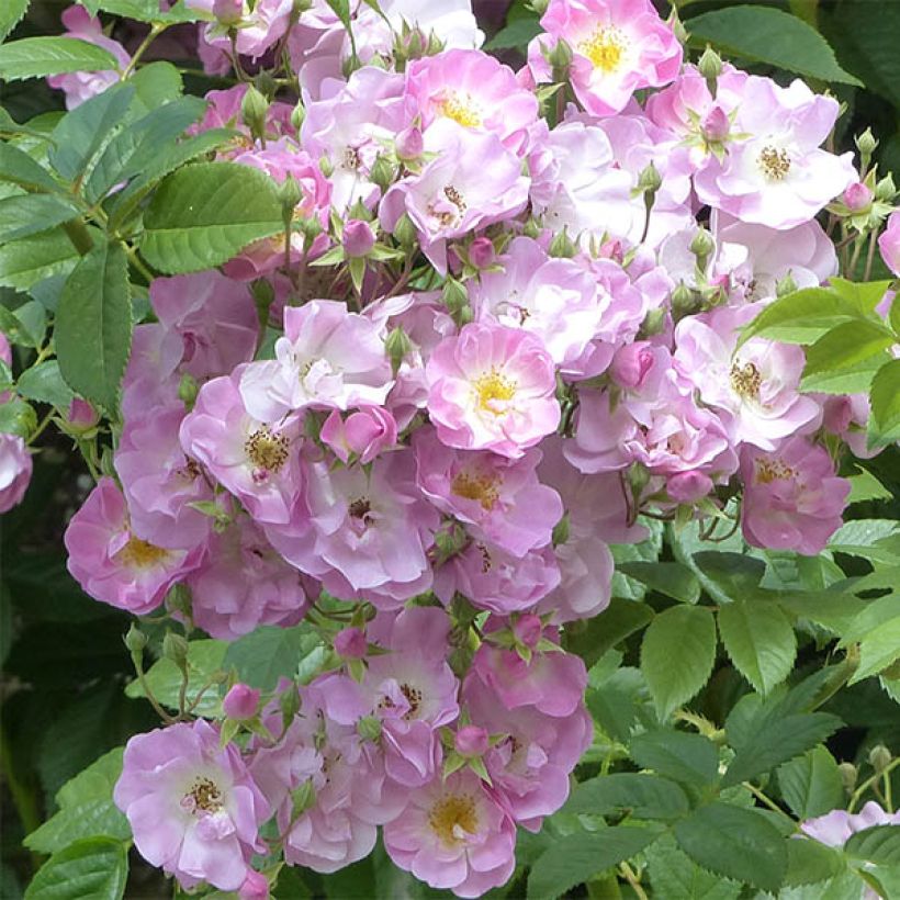 Rosa multiflora Blush Rambler (Flowering)