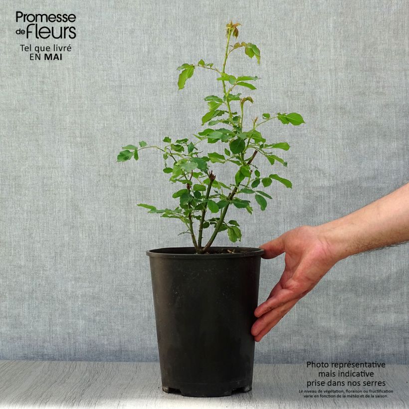 Example of Rosa antica Boule de Neige Vaso da 4L/5L as you get in printemps