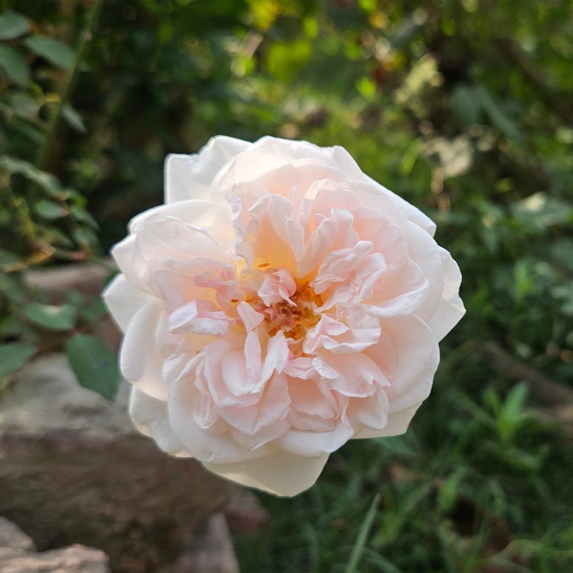 Rosa moscata Buff Beauty (Flowering)