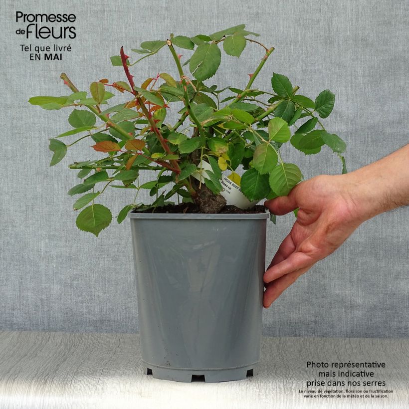 Example of Rosa moscata Buff Beauty Vaso da 4L/5L as you get in printemps