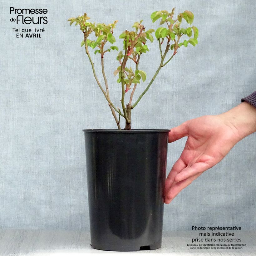 Example of Rosa gallica Cardinal de Richelieu - Rosa serpeggiante Vaso da 4L/5L as you get in printemps