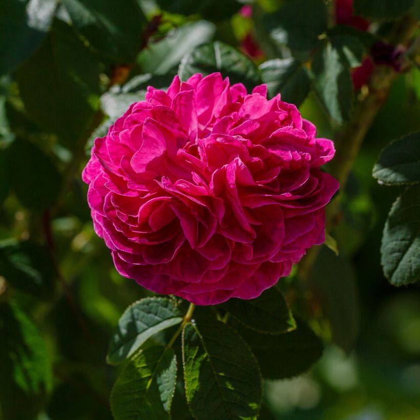 Rosa gallica Charles de Mills - Rosa serpeggiante (Flowering)