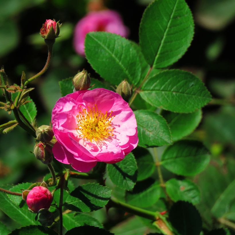 Rosa gallica Complicata - Rosa serpeggiante (Flowering)
