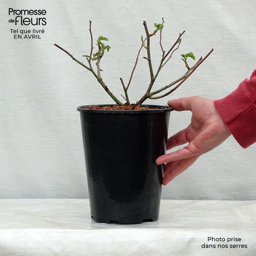 Example of Rosa gallica Complicata - Rosa serpeggiante Vaso da 4L/5L as you get in printemps