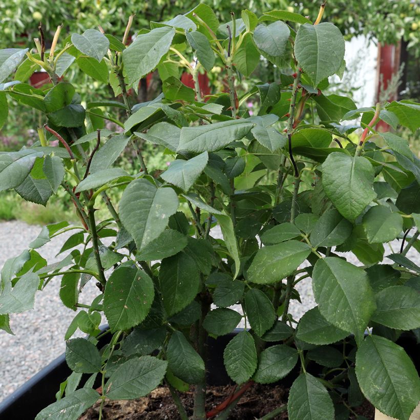 Rosa antica Comte de Chambord (Foliage)