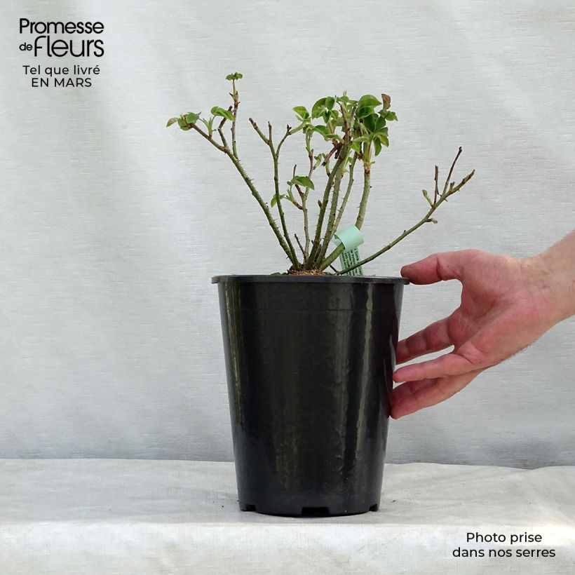 Example of Rosa antica Comte de Chambord Vaso da 4L/5L as you get in printemps