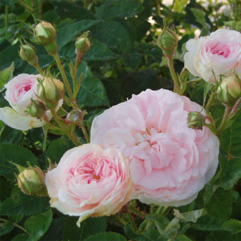 Rosa bianca Cuisse de Nymphe (Flowering)