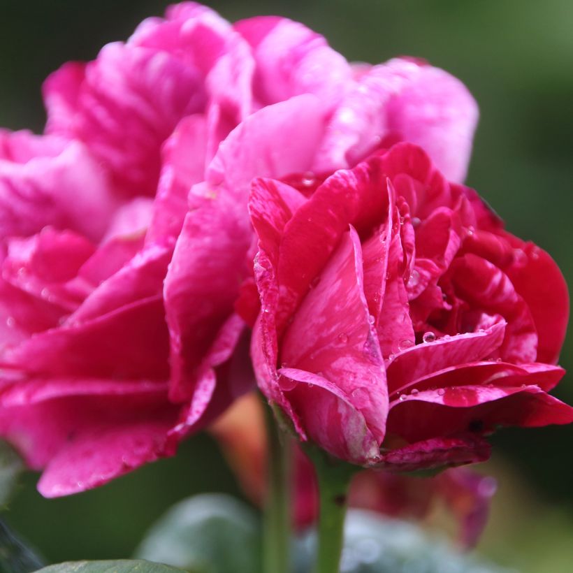 Rosa antica Ferdinand Pichard (Fioritura)