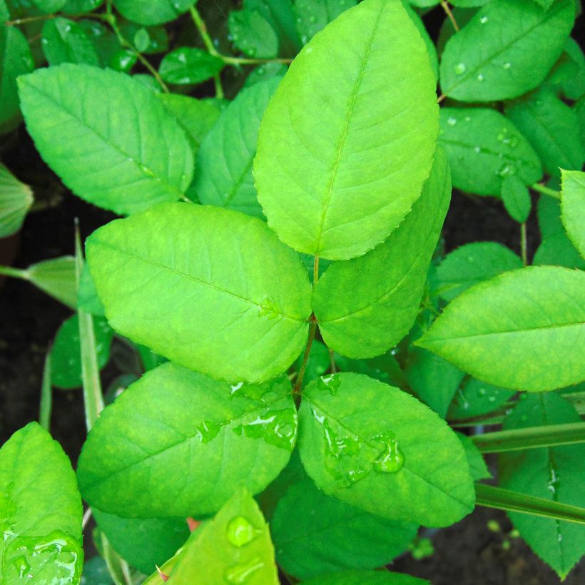 Rosa antica Ferdinand Pichard (Fogliame)