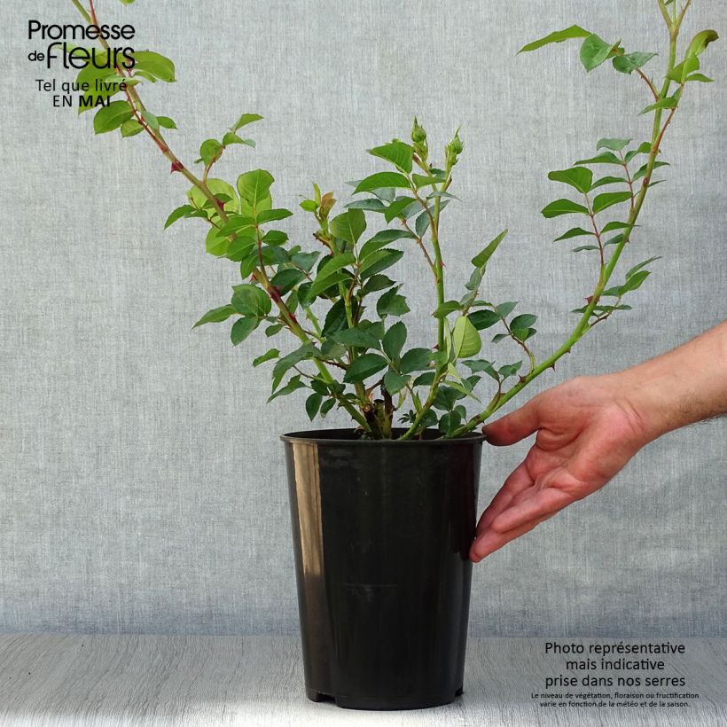 Rosa antica Fragrant Old yellow Vaso da 4L/5L esemplare consegnato in primavera