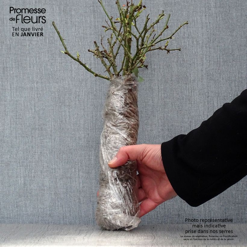 Example of Rosa gallica Gros Provins Panaché BIO - Rosa serpeggiante Zolla a radice nuda as you get in hiver