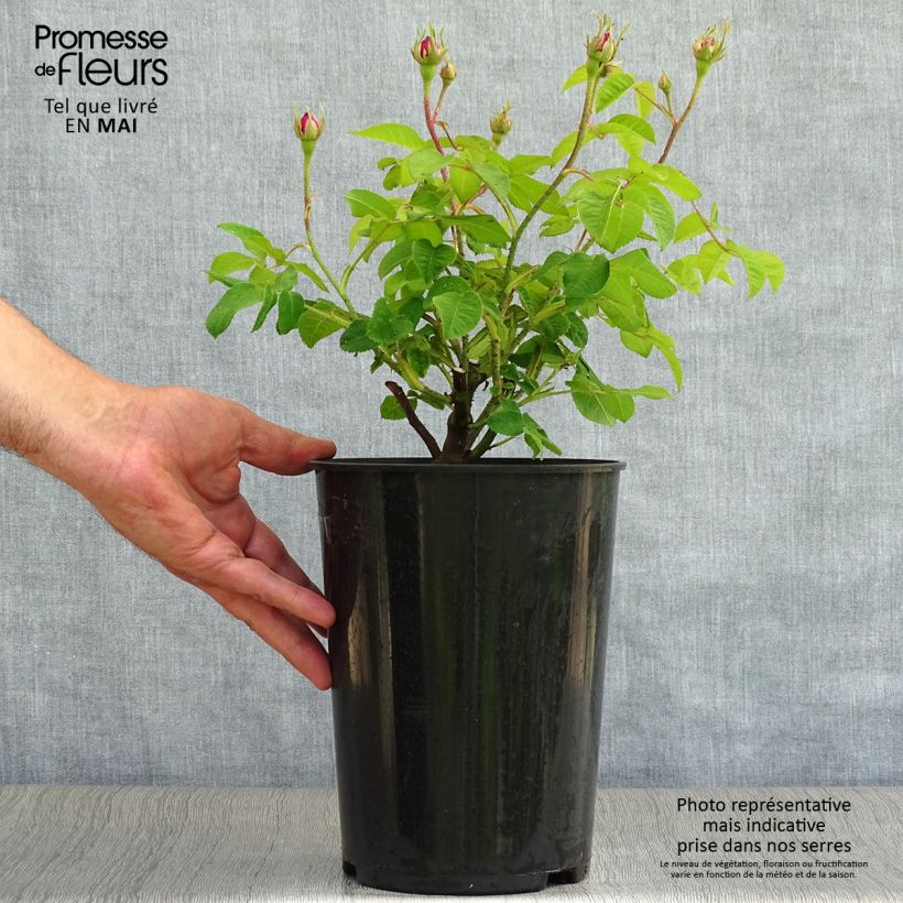 Rosa gallica Jenny Duval - Rosa serpeggiante Vaso da 4L/5L esemplare consegnato in primavera
