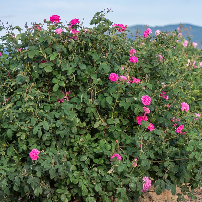 Rosa antica Trigintipetala (Plant habit)