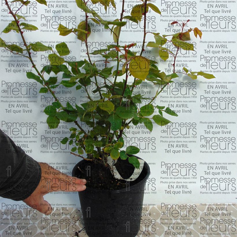 Esempio di esemplare Rosa antica La France Vaso da 4L/5L come consegnato