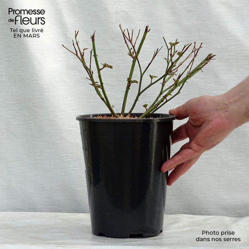 Example of Rosa antica Little White Pet Vaso da 4L/5L as you get in printemps