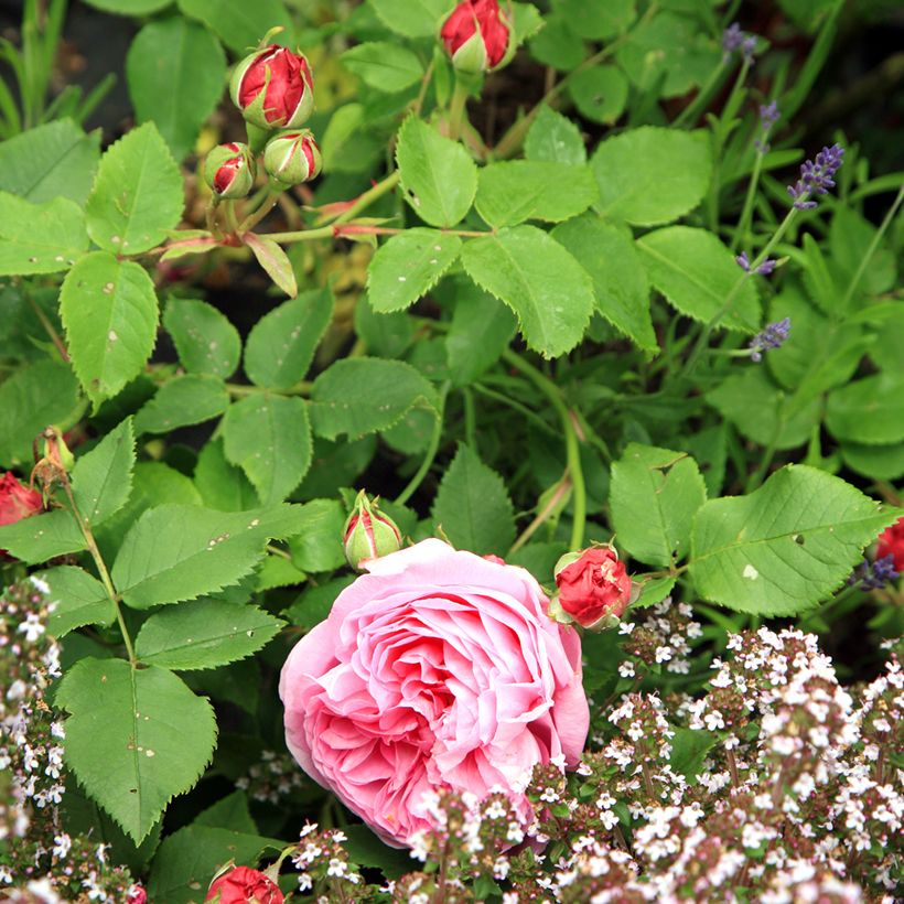 Rosa antica Louise Odier (Foliage)