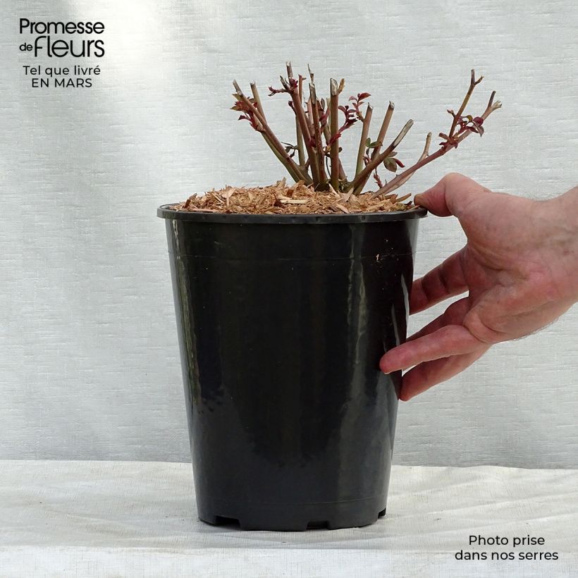 Example of Rosa antica Marie Pavie Vaso da 4L/5L as you get in printemps