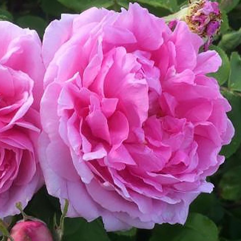 Rosa antica Mme Boll (Fioritura)