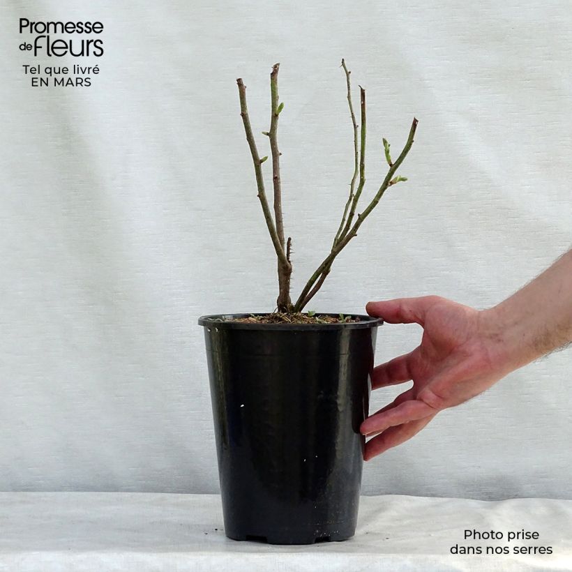 Rosa antica Mme Hardy Vaso da 4L/5L esemplare consegnato in primavera