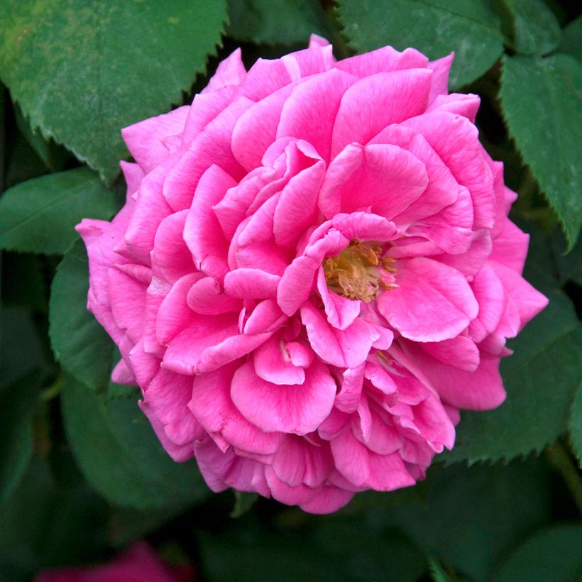 Rosa antica Mme Issac Pereire (Flowering)