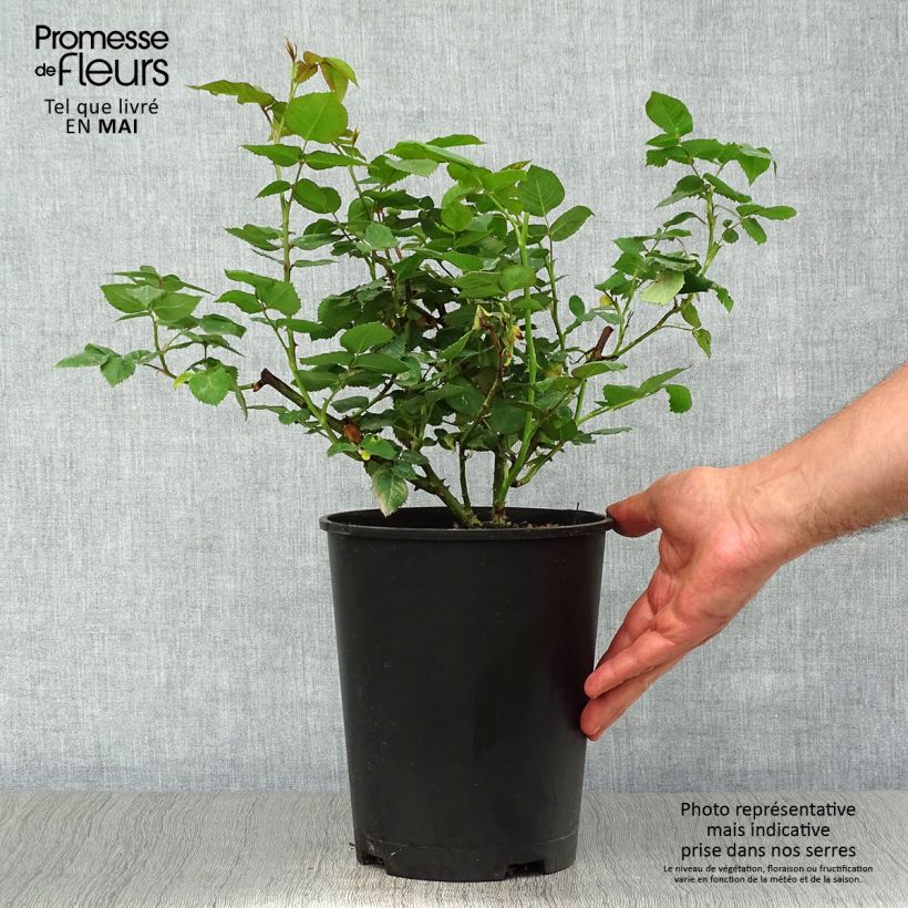 Example of Rosa antica Mme Issac Pereire Vaso da 4L/5L as you get in printemps