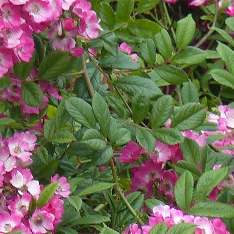 Rosa moscata Mozart (Foliage)