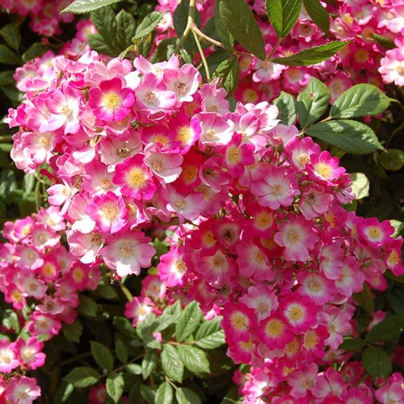 Rosa moscata Mozart (Flowering)