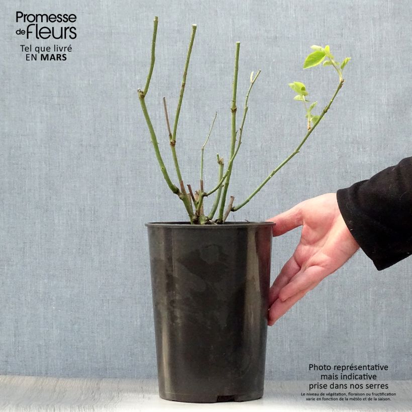 Example of Rosa antica Mrs John Laing Vaso da 4L/5L as you get in printemps