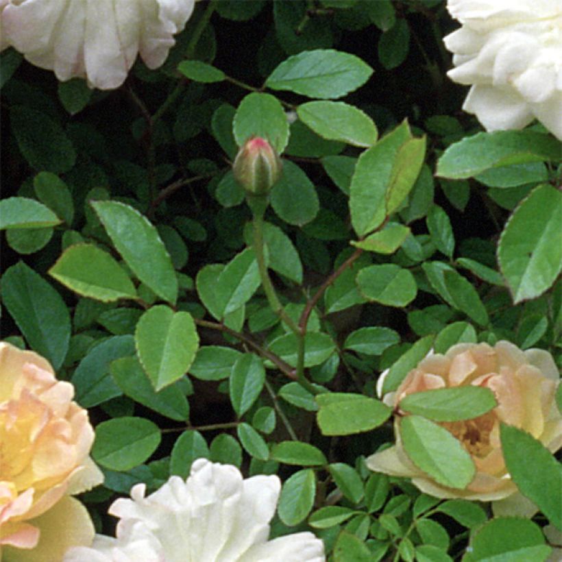 Rosa multiflora Phyllis Bide (Foliage)