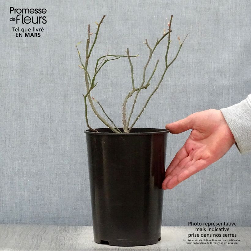 Example of Rosa antica Raubritter Vaso da 4L/5L as you get in printemps