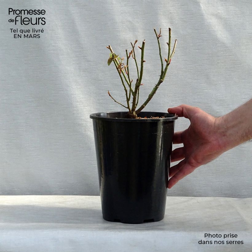 Rosa antica Reine des Violettes Vaso da 4L/5L esemplare consegnato in primavera