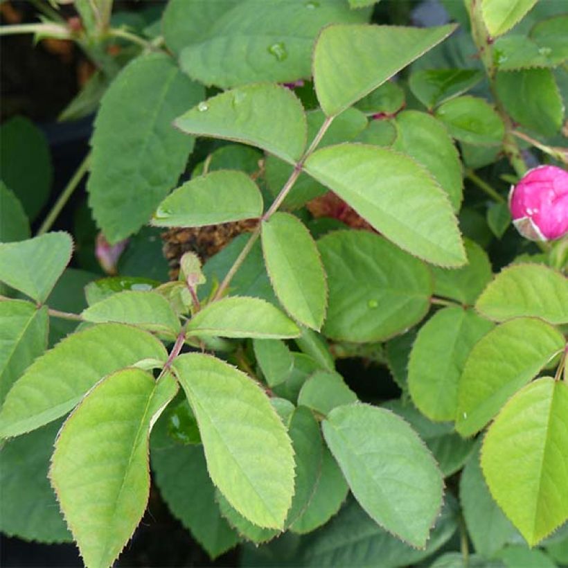Rosa antica Rose de Rescht (Fogliame)
