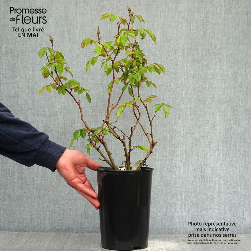 Example of Rosa Sally Holmes Vaso da 3L/4L as you get in printemps