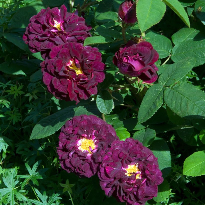 Rosa gallica Tuscany Superb - Rosa serpeggiante (Fioritura)