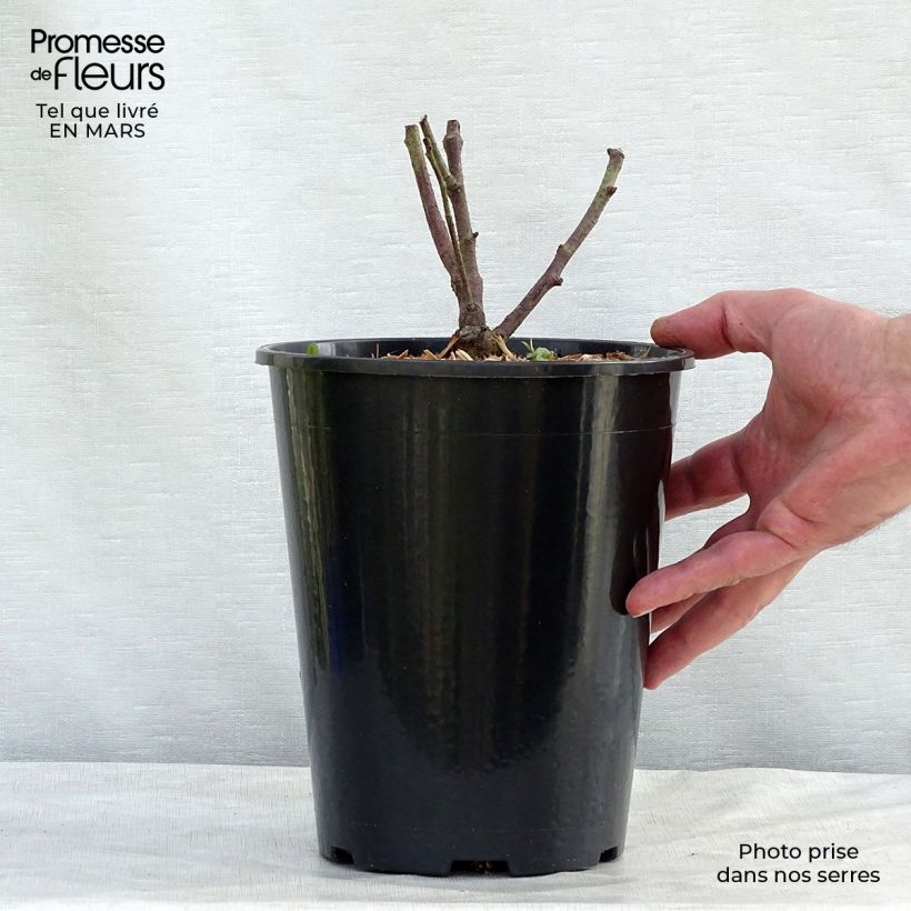 Rosa gallica Tuscany Superb - Rosa serpeggiante Vaso da 4L/5L esemplare consegnato in primavera