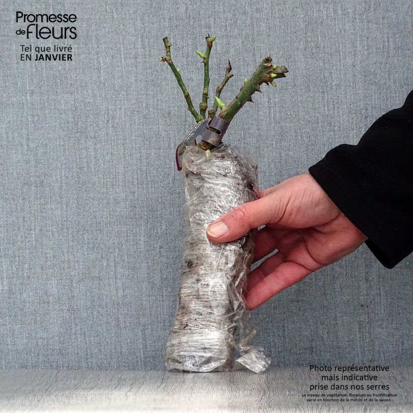 Rosa antica Yolande d’Aragon Zolla a radice nuda esemplare consegnato in inverno