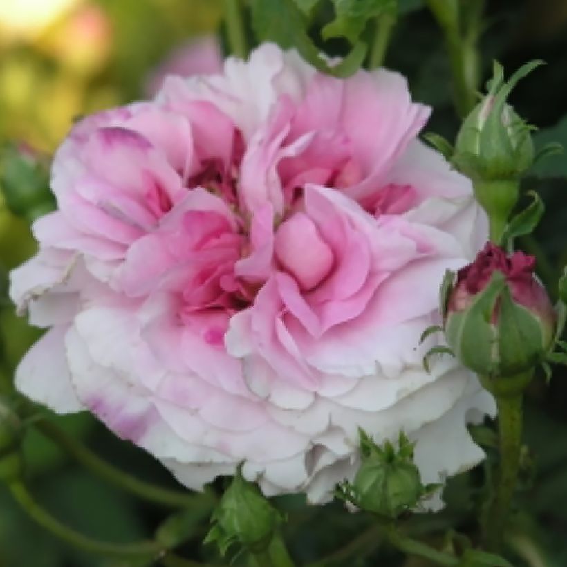 Rosa Ispahan - Rosa di Damas (Flowering)