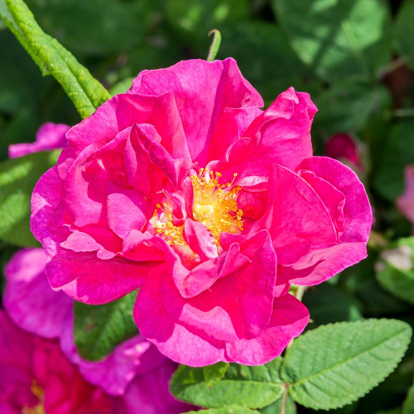 Rosa gallica Officinalis (Fioritura)