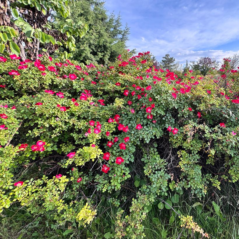 Rosa gallica Officinalis (Porto)