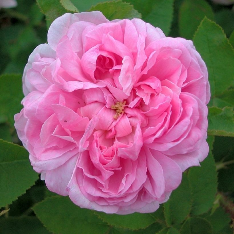 Rosa centifoglia Salet (Flowering)