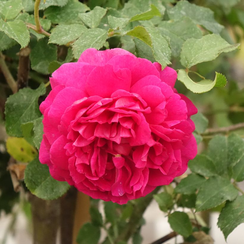 Rosa Gabriel Oak (Fioritura)