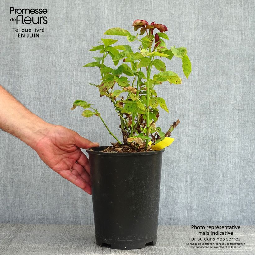 Example of Rosa Hamlet Harfervour Vaso da 4L/5L as you get in printemps