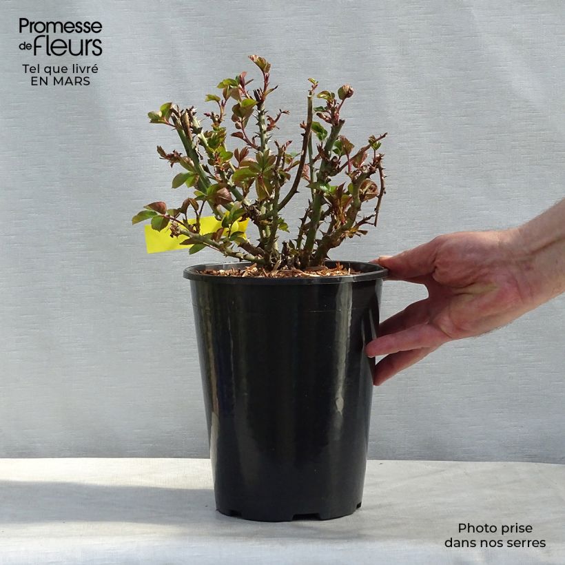 Rosa grandiflora Oxford Harzola Vaso da 4L/5L esemplare consegnato in inverno