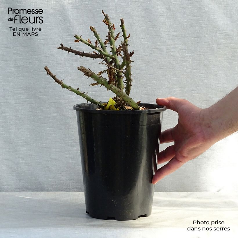 Rosa English Legend Sherwood Vaso da 4L/5L esemplare consegnato in primavera