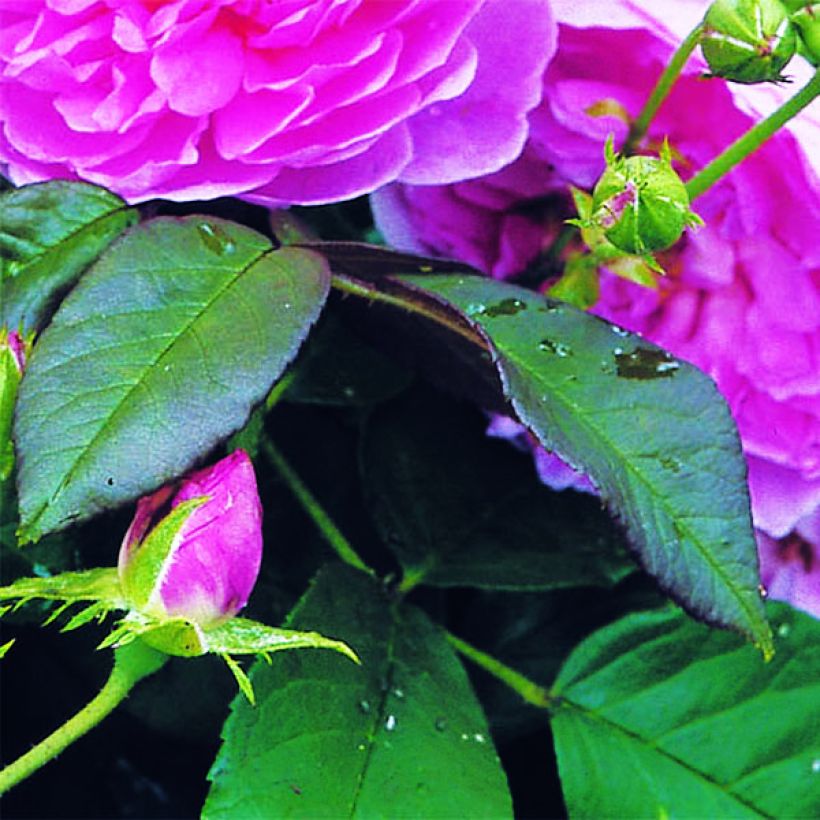 Rosa Harlow Carr (Fogliame)