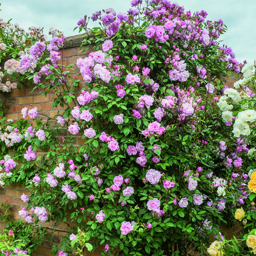 Rosa rampicante Mortimer Sackler climbing (Plant habit)